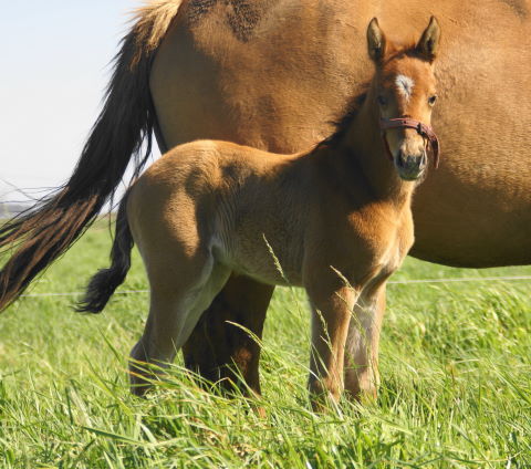 First Foals 2010 (2)