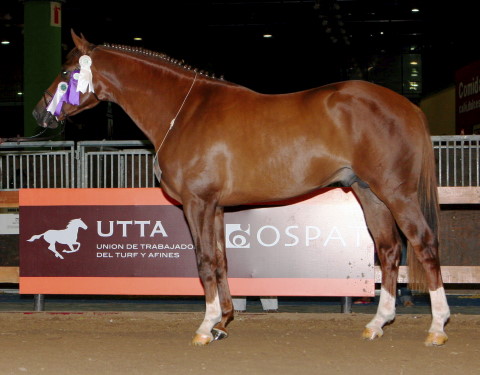 Tatabra Rochester - Reservado de Gran Campeon