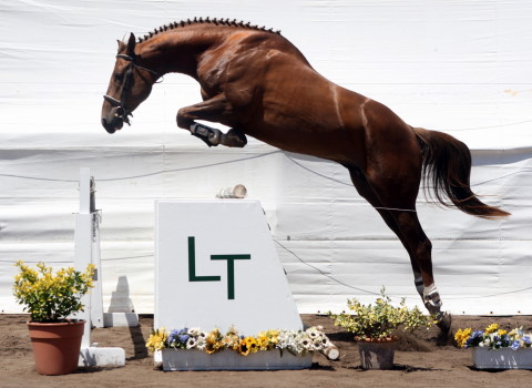 Tatabra Rochester - Lote 2