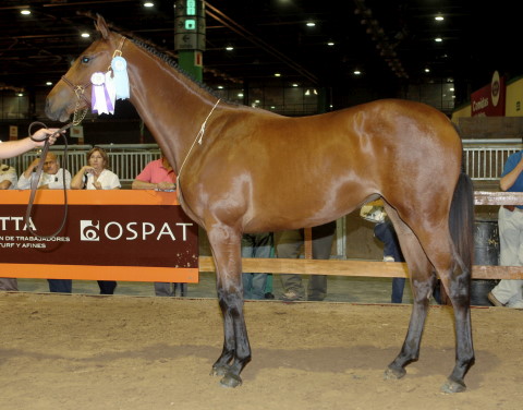 Tatabra Toffee - Campeon Potranca