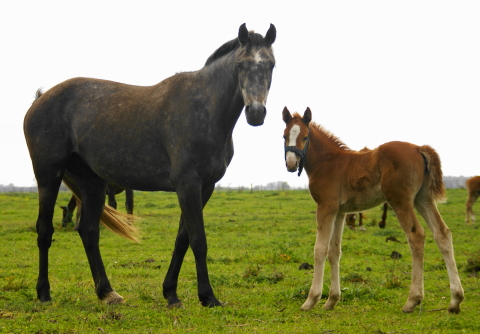 Tatabra Quimera - first time broodmare by Milano Tatabra Quimera & Foal